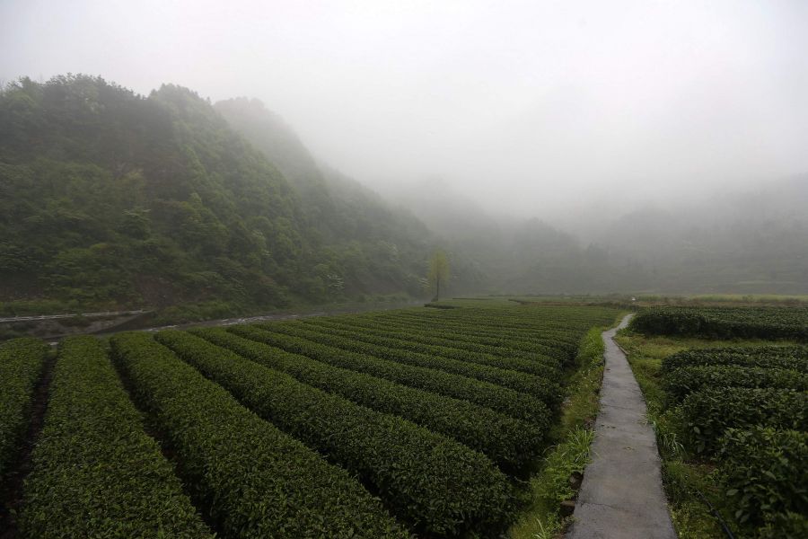 農行重慶秀山支行通過公司、基地、農戶支持當地農民走上脫民致富
